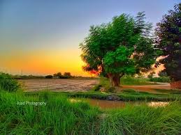 nature